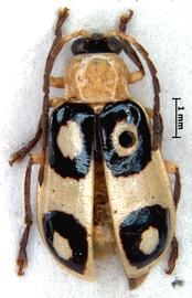              Diabrotica bioculata Bowditch, lectotype, male, habitus,   dorsal view       