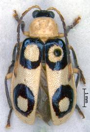              Diabrotica bioculata Bowditch, paralectotype, habitus,   dorsal view       