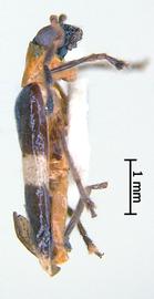              Diabrotica bipartita Jacoby, paralectotype, habitus,   lateral view       