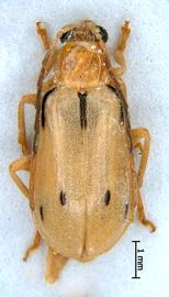              Diabrotica brevilineata Jacoby, male, USNM, habitus,   dorsal view       