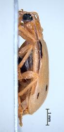              Diabrotica brevilineata Jacoby, male, USNM, habitus,   lateral view       