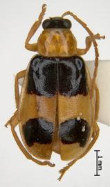              Diabrotica championi Jacoby, habitus, dorsal   view       