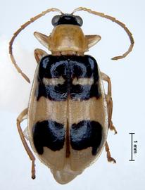              Diabrotica championi Jacoby, habitus, dorsal   view       