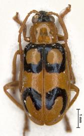              Diabrotica chontalensis Jacoby, holotype, male, habitus,   dorsal view       