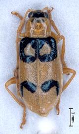              Diabrotica chontalensis Jacoby, habitus, dorsal   view       