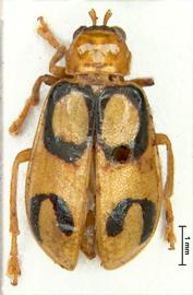              Diabrotica circulata Harold, lectotype, habitus, dorsal   view       