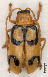              Diabrotica circulata Harold, male, MNHN, habitus, dorsal view       