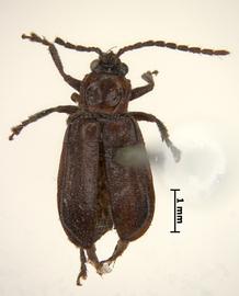              Diabrotica cristata (Harris), lectotype, female,   habitus, dorsal view       