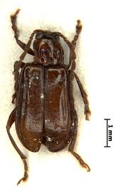              Diabrotica cristata (Harris), paralectotype, male,   habitus, dorsal view       