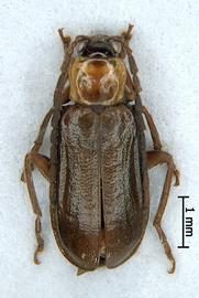              Diabrotica cristata (Harris), habitus, dorsal   view       