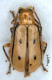              Diabrotica curvilineata Jacoby, USNM, male, habitus,   dorsal view       