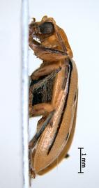              Diabrotica curvilineata Jacoby, USNM, male, habitus,   lateral view       