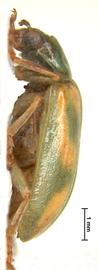              Diabrotica curvipustulata Baly, lectotype, habitus,   lateral view       