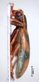              Diabrotica curvipustulata Baly, male, USNM, habitus,   lateral view       