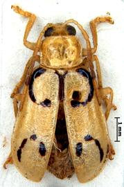              Diabrotica delineata Jacoby, lectotype, male, habitus,   dorsal view       