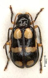              Diabrotica duvivieri Baly, lectotype, male, habitus,   dorsal view       