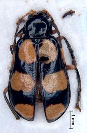              Diabrotica duvivieri Baly, habitus, dorsal   view       