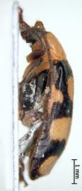   Diabrotica redfordae  Derunkov, Prado, Tishechkin, Konstantinov, holotype, habitus, lateral view 