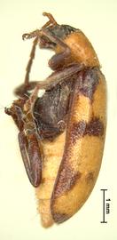              Diabrotica fenestralis Jacoby, lectotype, habitus,   lateral view       