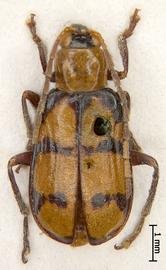              Diabrotica fenestralis Jacoby, paralectotype, male, BMNH,   habitus, dorsal view       