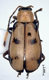              Diabrotica fenestralis Jacoby, habitus, dorsal   view       