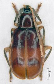              Diabrotica flaviventris Jacoby, paralectotype, habitus,   dorsal view       