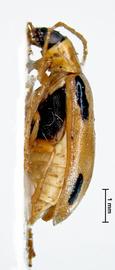              Diabrotica fulvicornis Jacoby, lectotype, habitus,   lateral view       