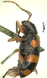              Diabrotica fulvosignata Baly, lectotype, habitus, lateral   view       