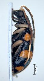              Diabrotica trifasciata (Fabricius), USNM, male, habitus,   lateral view       