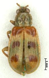              Diabrotica fuscomaculata Jacoby, lectotype, male, habitus, dorsal   view       