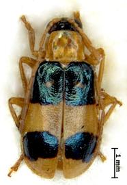              Diabrotica godmani Jacoby, lectotype, male, habitus,   dorsal view       