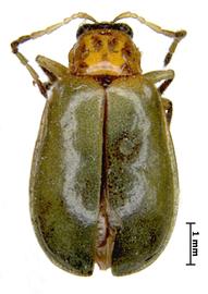              Diabrotica graminea Baly, lectotype, female, habitus,   dorsal view       