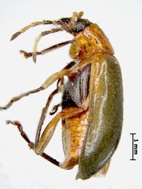              Diabrotica graminea Baly, lectotype, habitus, lateral   view       