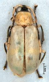              Diabrotica graminea Baly, habitus, dorsal   view       