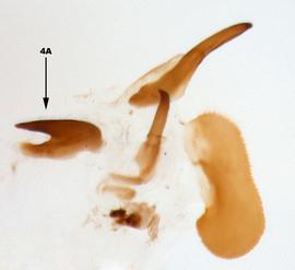              Diabrotica gratiosa Baly, internal sac, ventral   view       