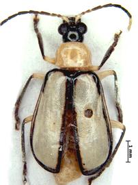   Diabrotica  lawrencei   Derunkov, Prado, Tishechkin, Konstantinov, holotype, male, habitus, dorsal view 