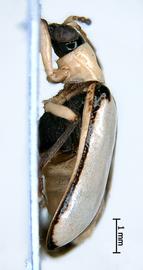   Diabrotica  lawrencei   Derunkov, Prado, Tishechkin, Konstantinov, paratype, habitus, lateral view 