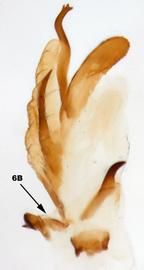   Diabrotica  lawrencei   Derunkov, Prado, Tishechkin, Konstantinov, paratype, internal sac, ventral view 