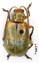              Diabrotica hexaspilota Baly, paralectotype, male,   habitus, dorsal view       