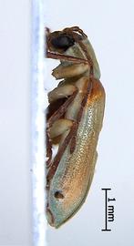              Diabrotica hilli Krysan&Smith, female, habitus,   lateral view       