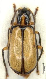              Diabrotica hogei Jacoby, lectotype, habitus, dorsal   view       