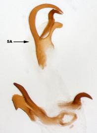              Diabrotica hogei Jacoby, internal sac, ventral   view       