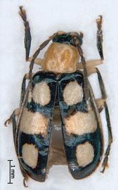              Diabrotica hogei Jacoby, habitus, dorsal   view       