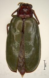              Diabrotica impressipennis Jacoby, habitus, dorsal   view       