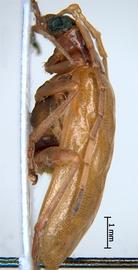              Diabrotica impressipennis Jacoby, habitus, lateral   view       