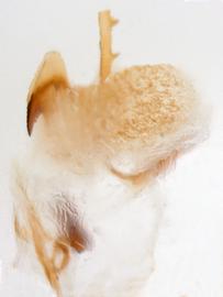              Diabrotica impressipennis Jacoby, internal sac, lateral   view at left       