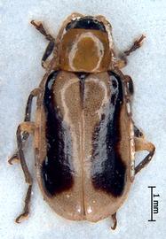              Diabrotica jamaicensis Bryant, habitus, dorsal   view       