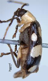              Diabrotica lacordairei Kirsch, lectotype, habitus,   lateral view       