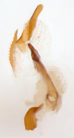              Diabrotica lemniscata LeConte, internal sac, lateral   view at right       