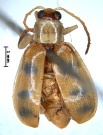  
	Diabrotica luciana Blake, holotype, female, habitus, dorsal view 
